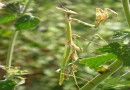 Empusa fasciata ©  S.Beshkov